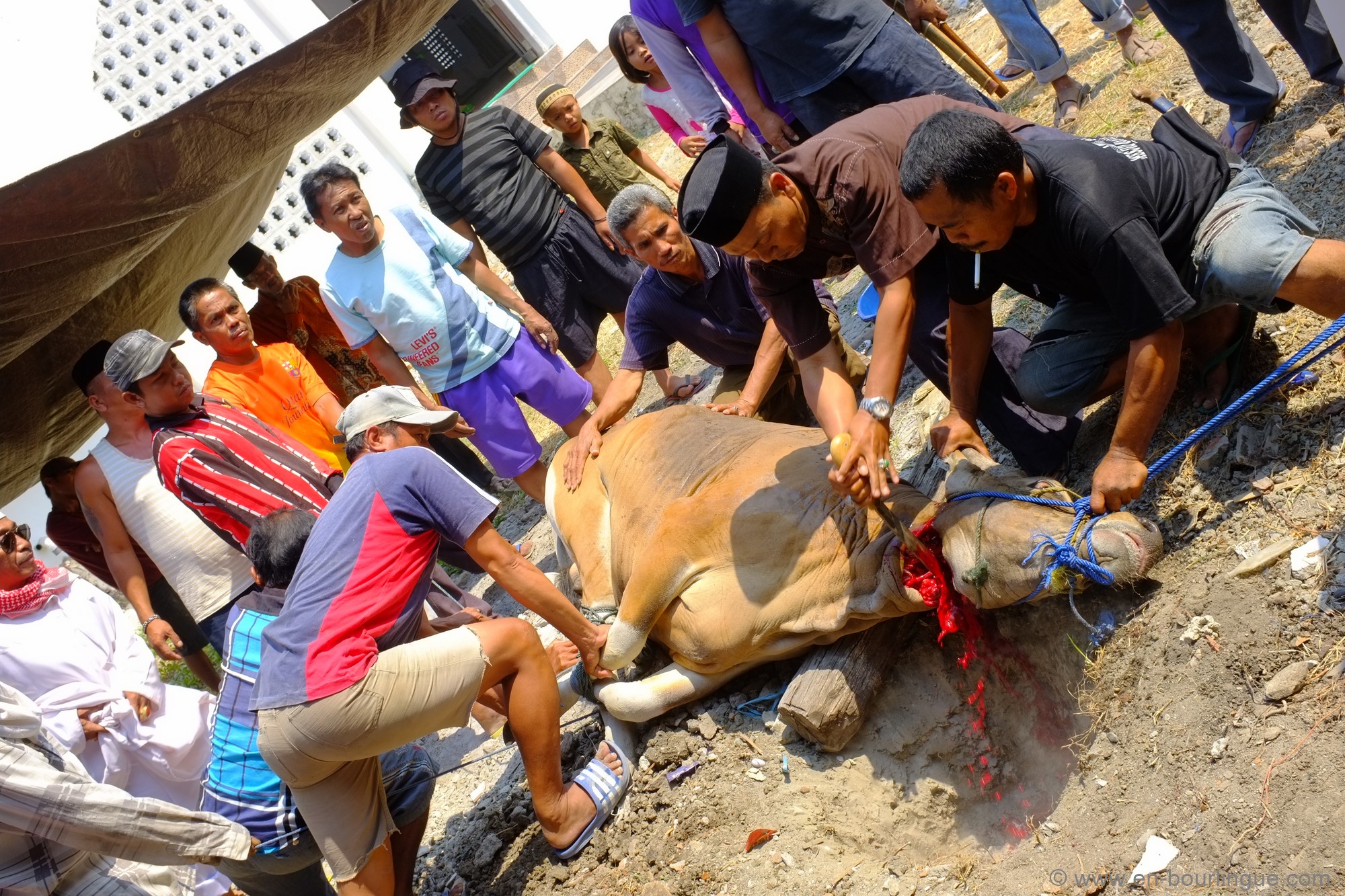 quel animal n a pas le sang rouge